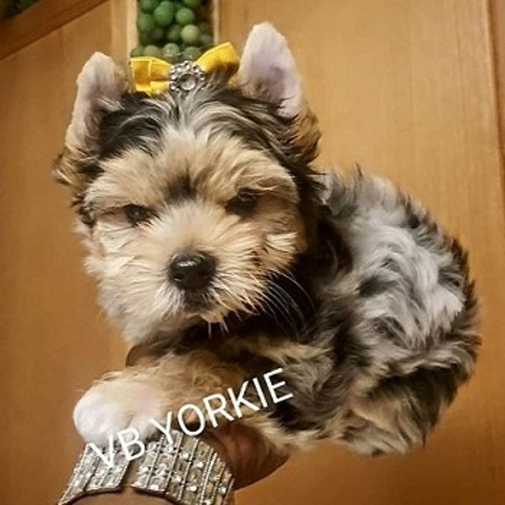 Colorful Yorkies, Merle Yorkies